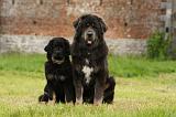 DOGUE DU TIBET 834